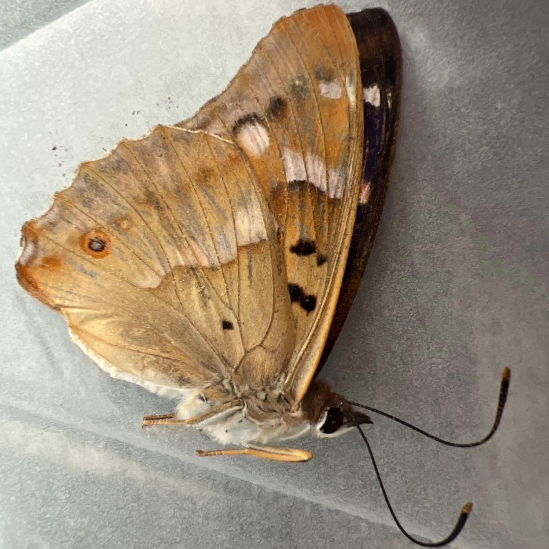 ノミオンを含むモンゴル産　三角紙標本7頭セット