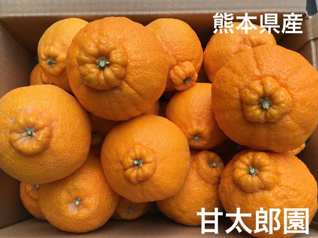 不知火（デコポン）ハウス物　熊本県産　✖️3