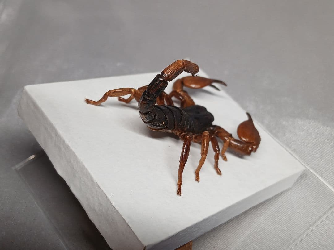 レッドクロースコーピオン　立体標本
