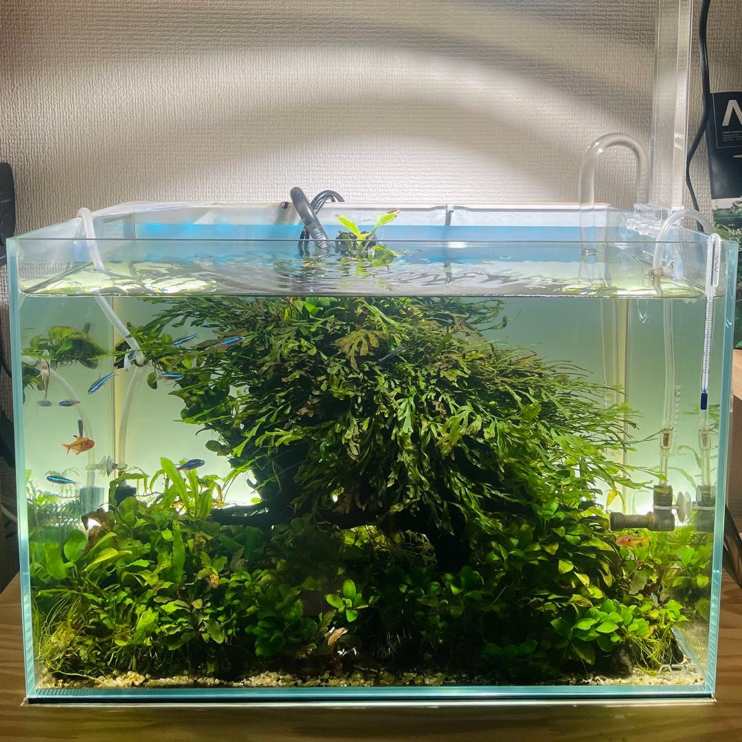 引き取り限定 ADA45㎝ 陰性水草水槽フルセット