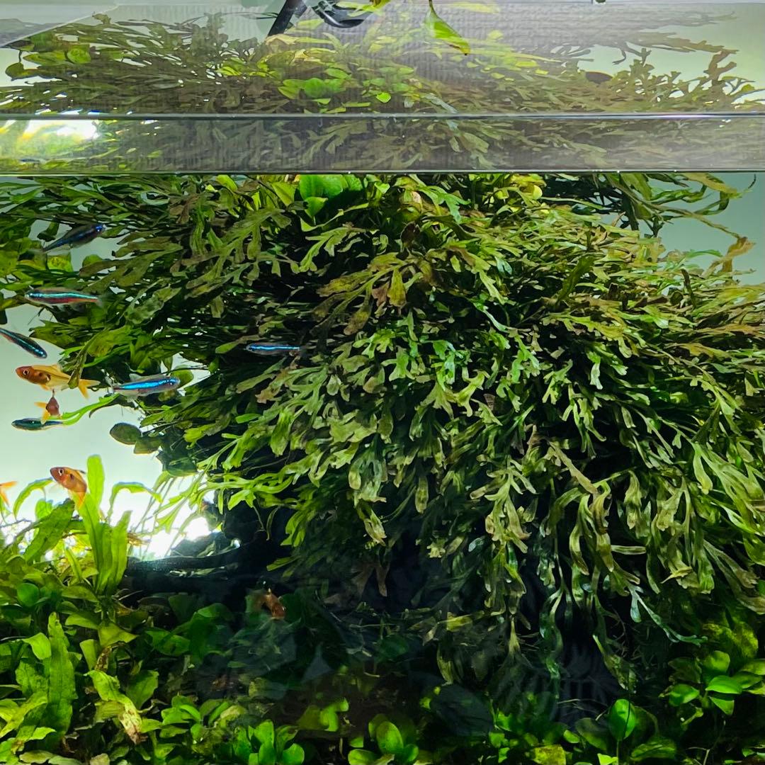 引き取り限定 ADA45㎝ 陰性水草水槽フルセット