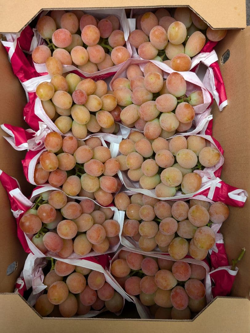 山梨県産ぶどう　サンシャインレッド　10房入り箱込み約5.6kg