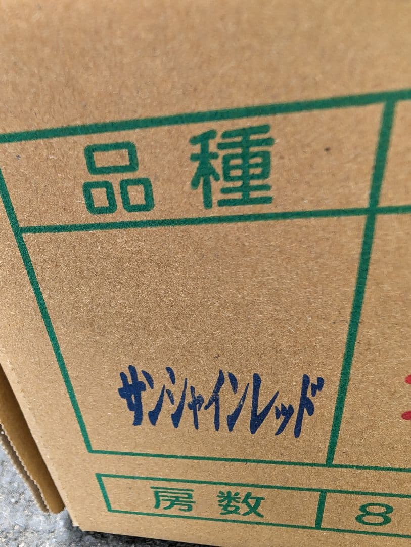 山梨県産ぶどう　サンシャインレッド　10房入り箱込み約5.6kg
