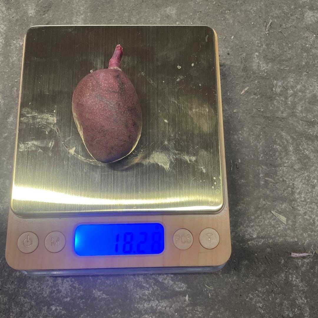 摘果マンゴー　5〜18g 10kg