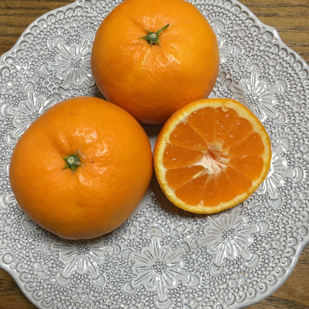 13-5+5k あいか28号みかん5キロ＆はれひめ5キロセット 北海道料金