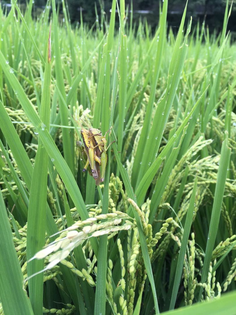 【れんげ米　玄米20.0kg コシヒカリ又はあさひの夢】　農薬不使用