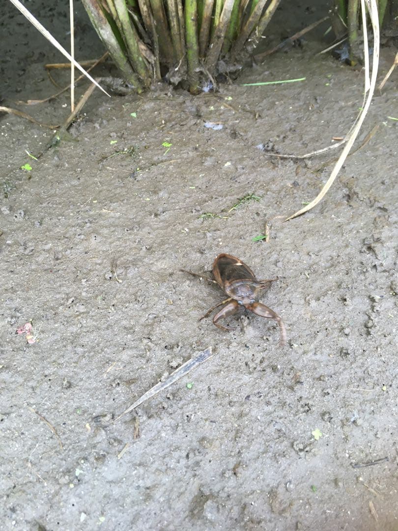 【れんげ米　玄米20.0kg コシヒカリ又はあさひの夢】　農薬不使用