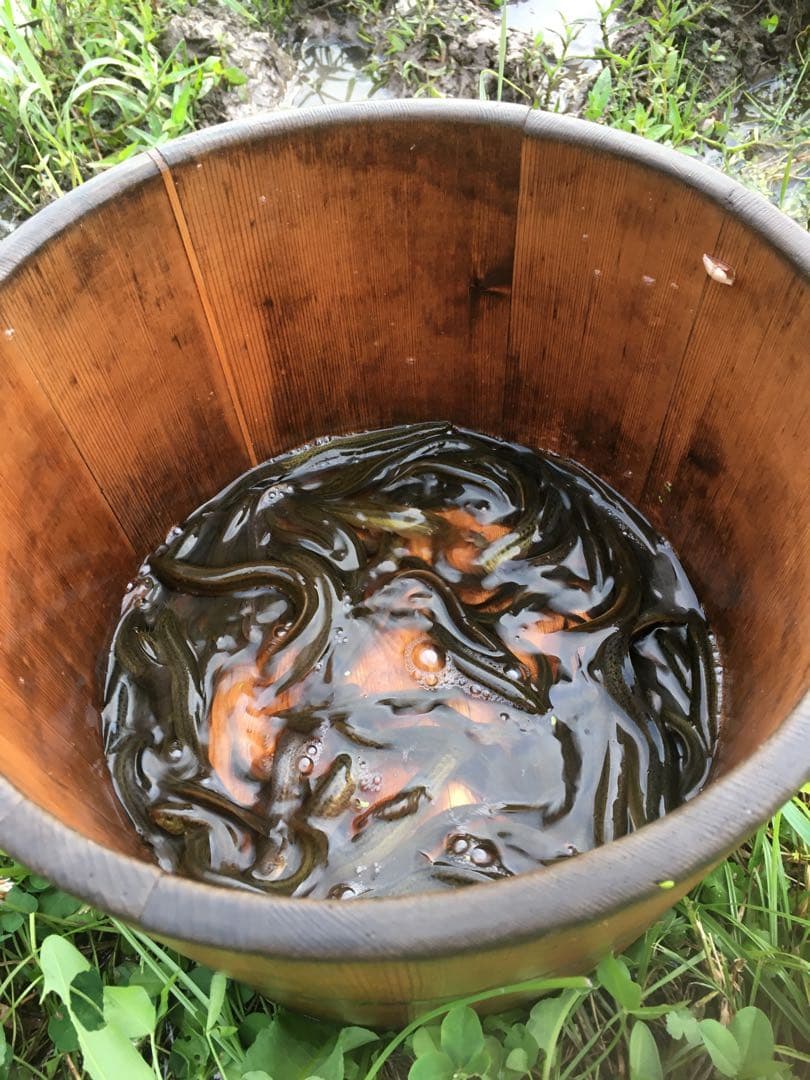 【れんげ米　玄米20.0kg コシヒカリ又はあさひの夢】　農薬不使用