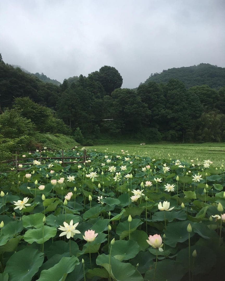 【れんげ米　玄米20.0kg コシヒカリ又はあさひの夢】　農薬不使用