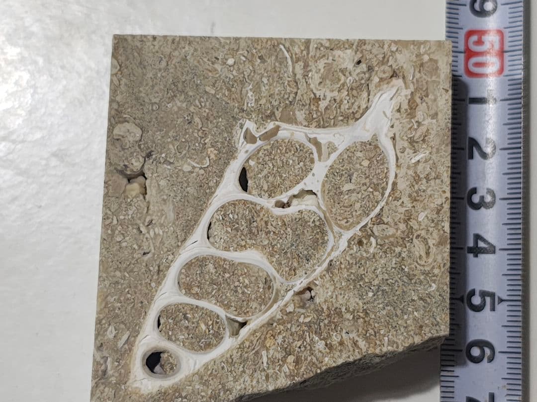 日本産　化石入り大理石(の切れ端)25個セット