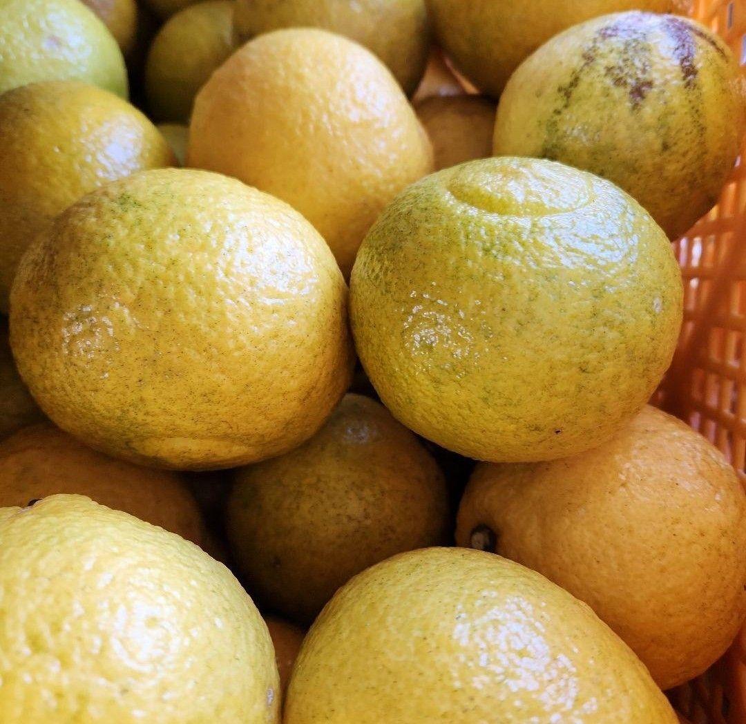 ⭕クッキー！宮崎県産　減農薬　福じいちゃんの　はるか　箱込み約20キロ