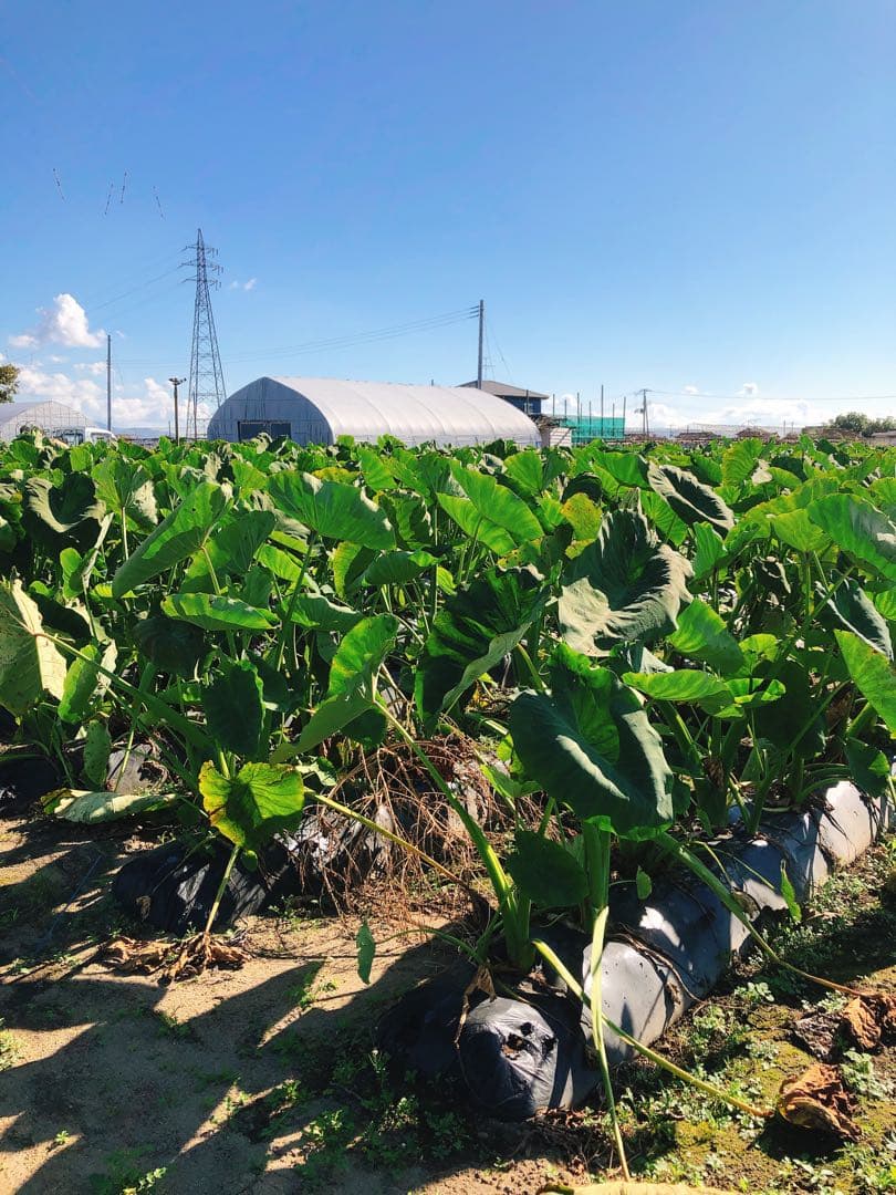里芋✩.*˚7キロ＋もち1キロ(18枚)新潟県胎内市砂丘地産