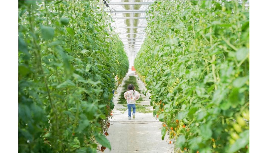 期間限定ラベルレス⭐️甘い♡フラガール100%⭐️ストレートジュース24本