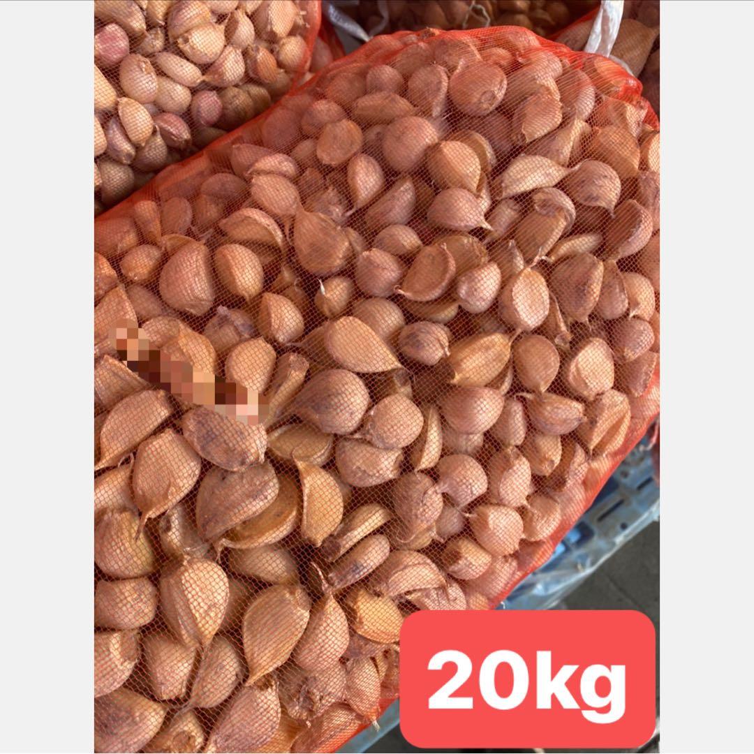 健康家族☆❣️✨✨　10/27 20kg①