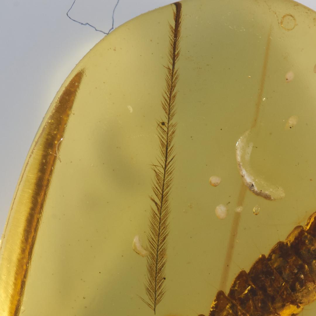 レア極上品 PA0043虫入り琥珀化石　ミャンマーカムティかタナイ9900万年前