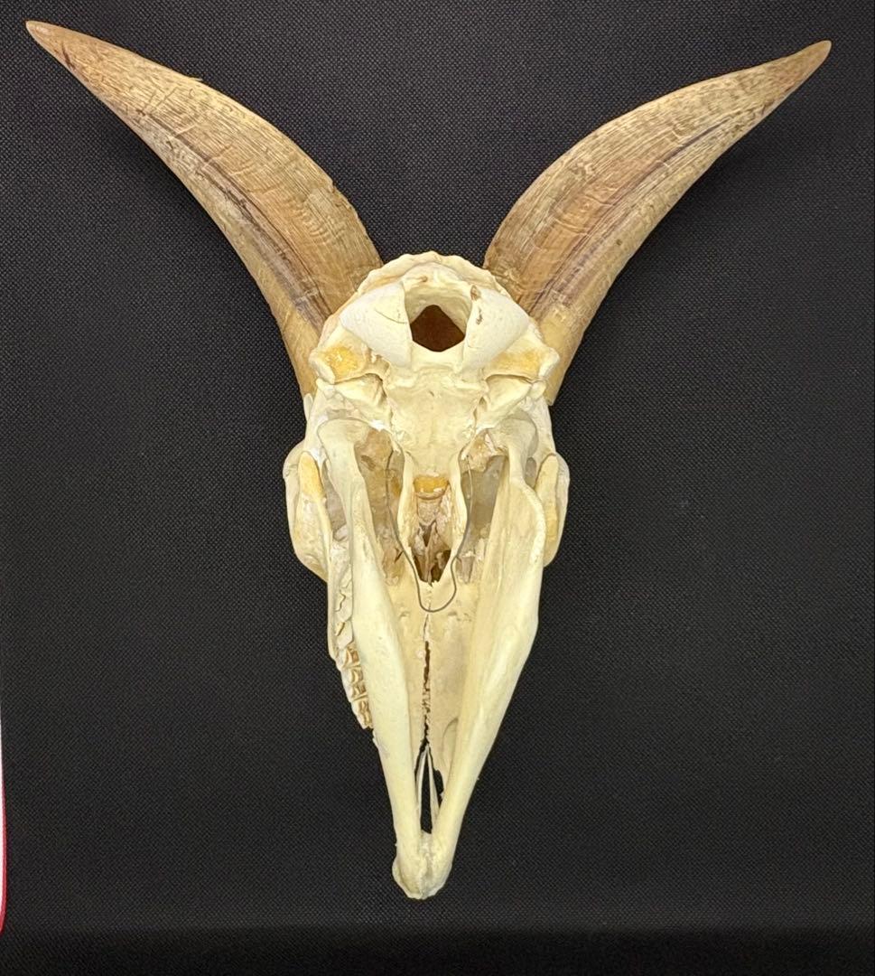 ヤギ頭蓋骨　実物　下顎　角鞘付き希少品　デッサン画モデル　ハンティングトロフィー