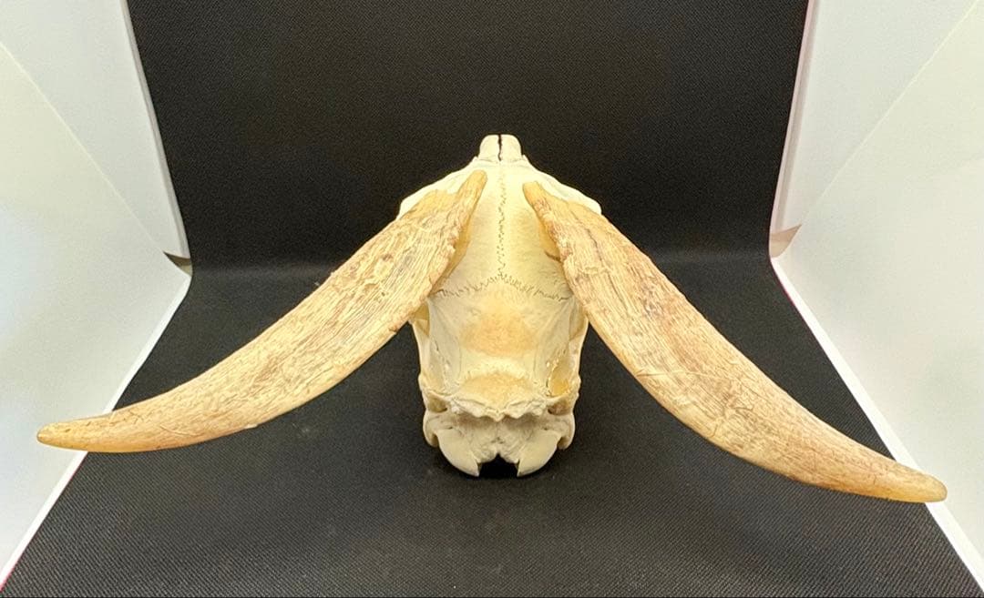 ヤギ頭蓋骨　実物　下顎　角鞘付き希少品　デッサン画モデル　ハンティングトロフィー