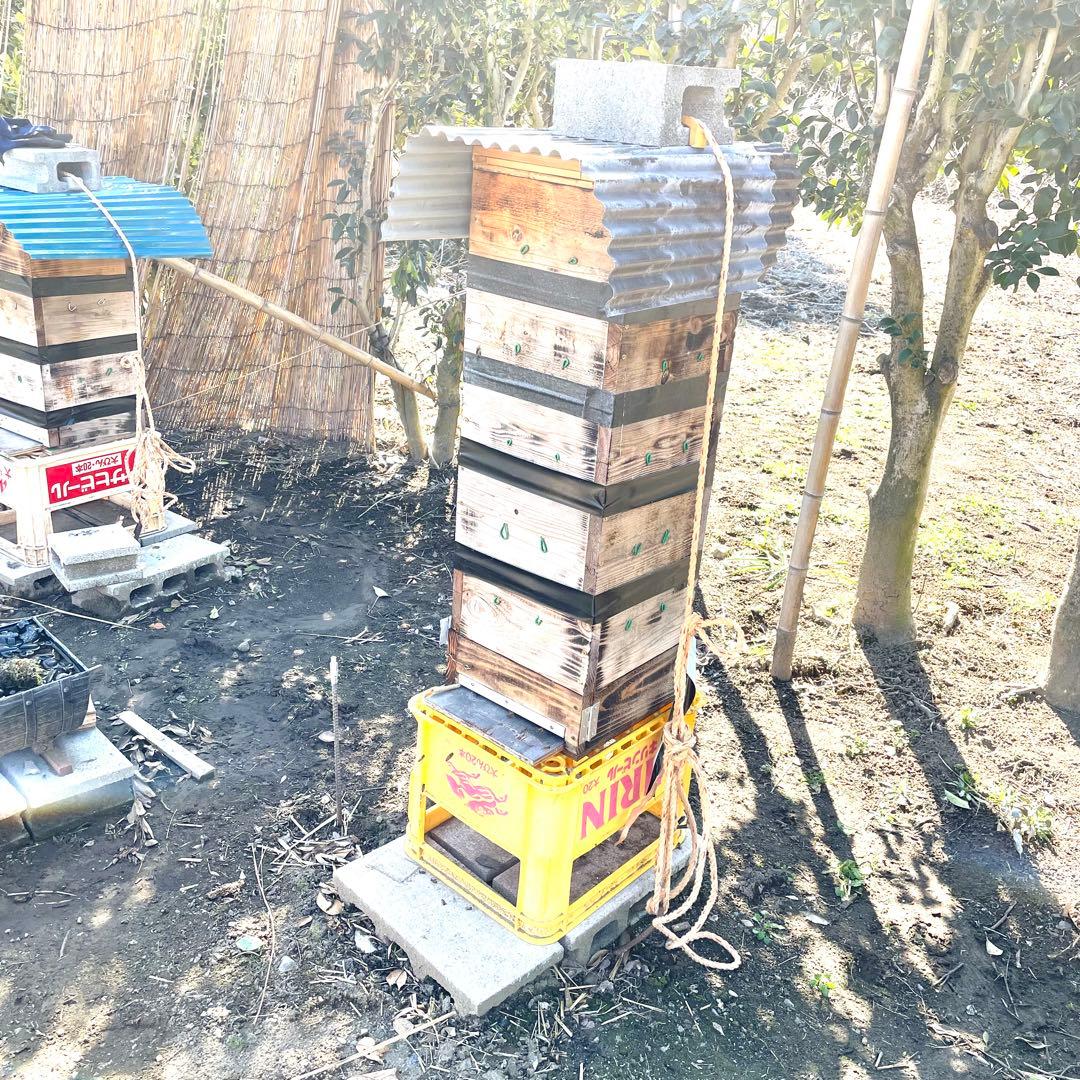 日本蜜蜂のハチミツ1100g×2本セット