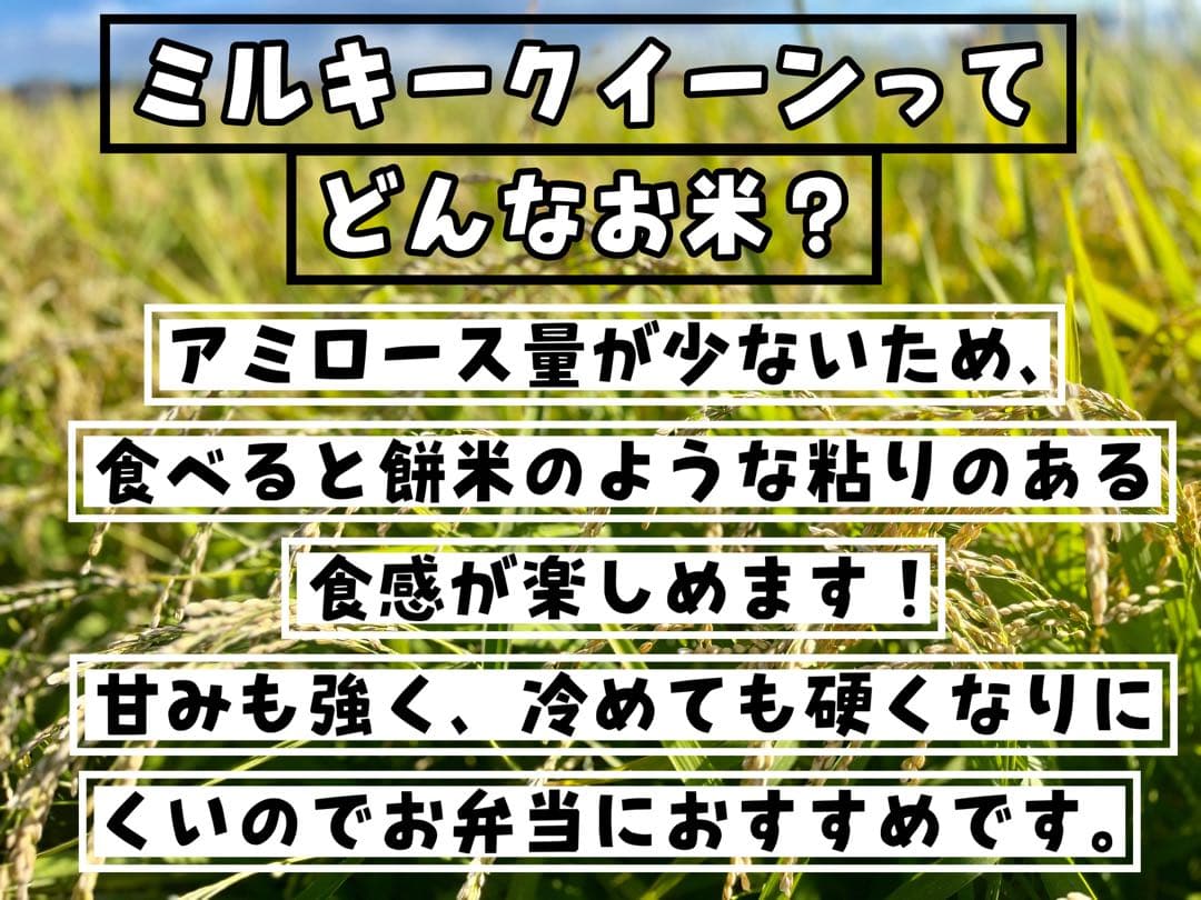 【令和7年度新米】近江米 ミルキークイーン 10kg