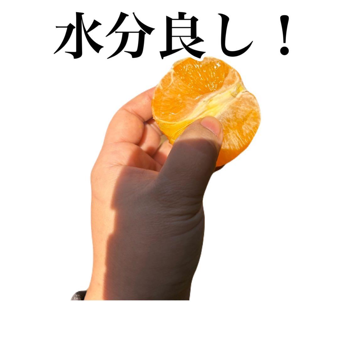 沖縄県産たんかん　10キロ　無農薬　中大サイズ混合