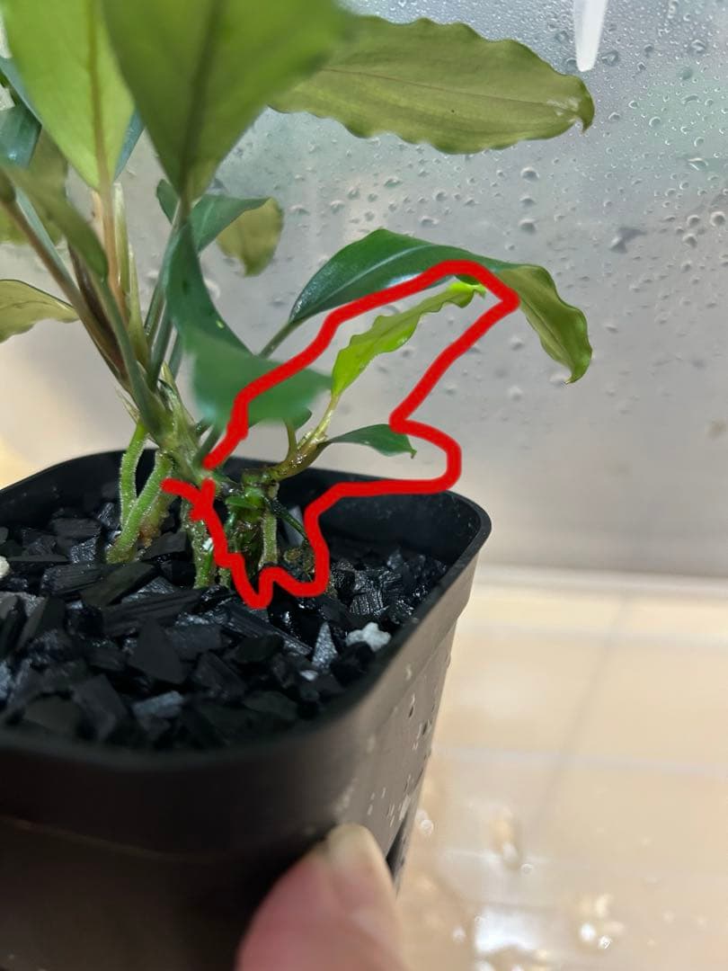 Bucephalandra sp.オリーバ【カミハタ】2014