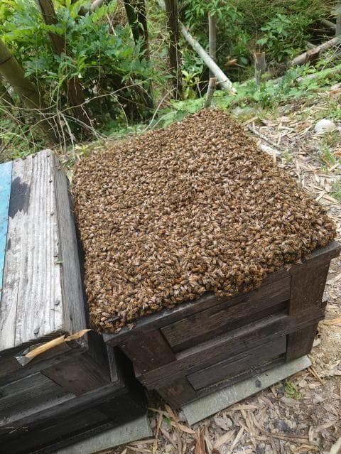 国産百花蜜 梅酒瓶入り　おまけ蜜蝋付き　業者　グループ買い　生産者価格で大放出