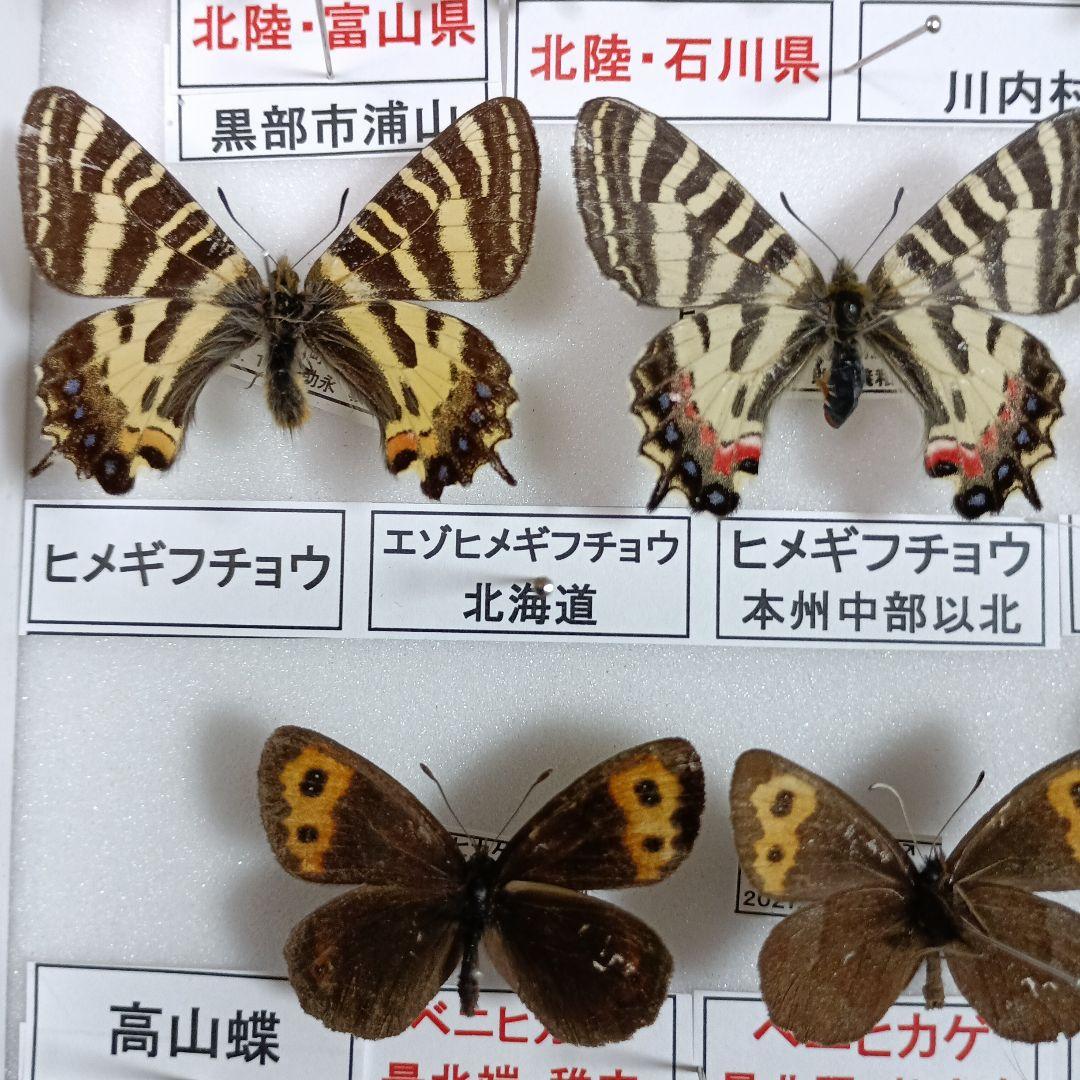 蝶の標本 年1回発生のウスバアゲハ・高山蝶・局所蝶