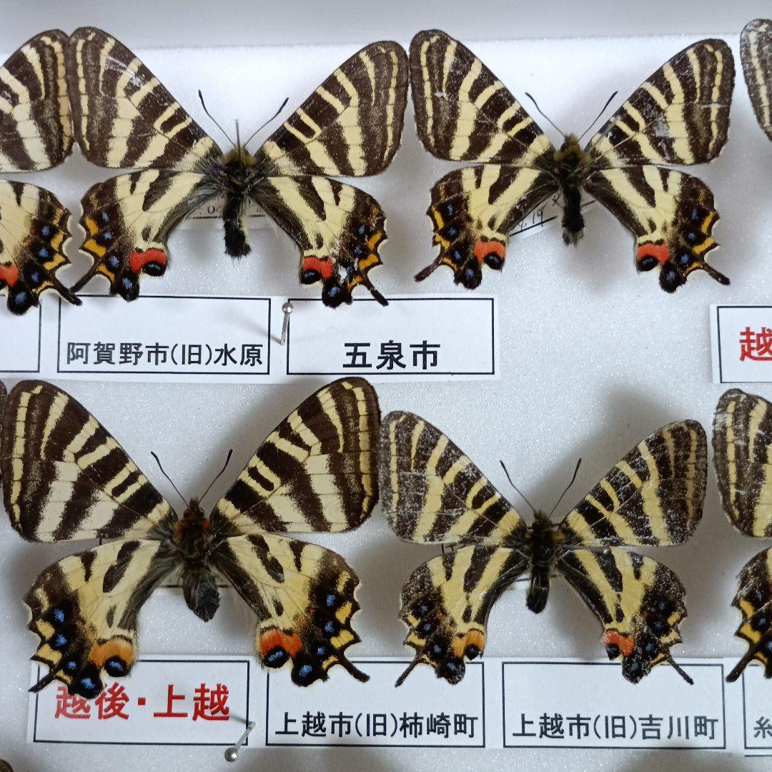 蝶の標本 年1回発生のウスバアゲハ・高山蝶・局所蝶