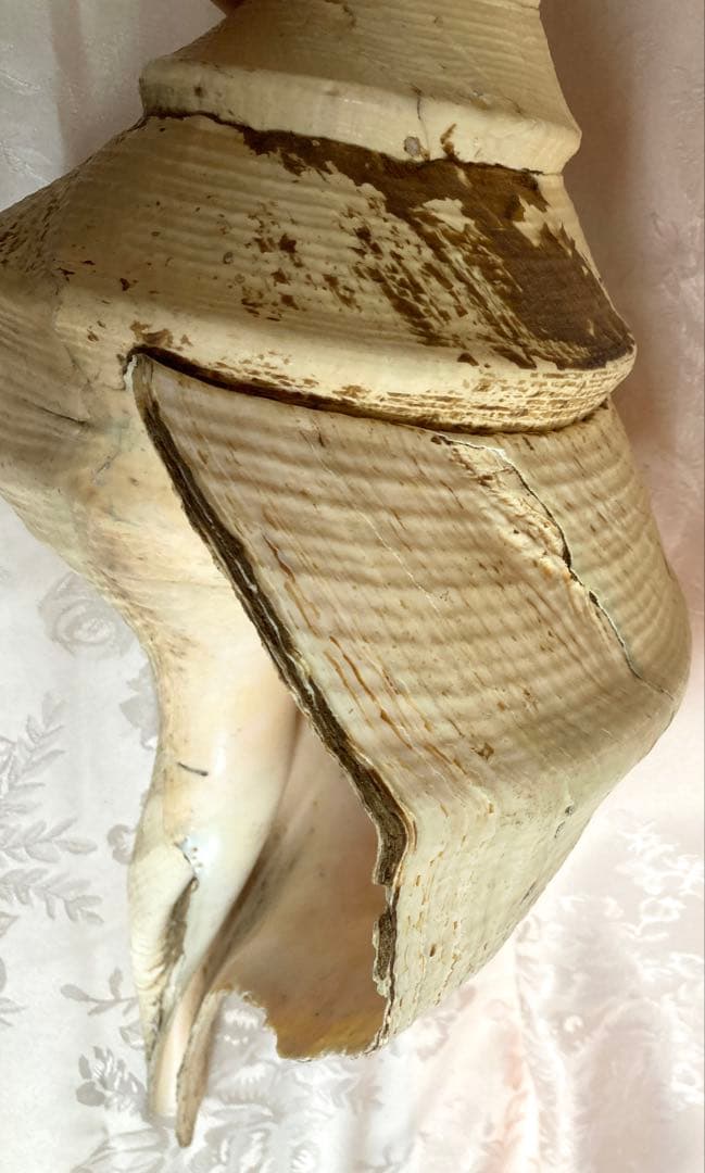 アラフラオオニシ49cm 世界最大の巻貝