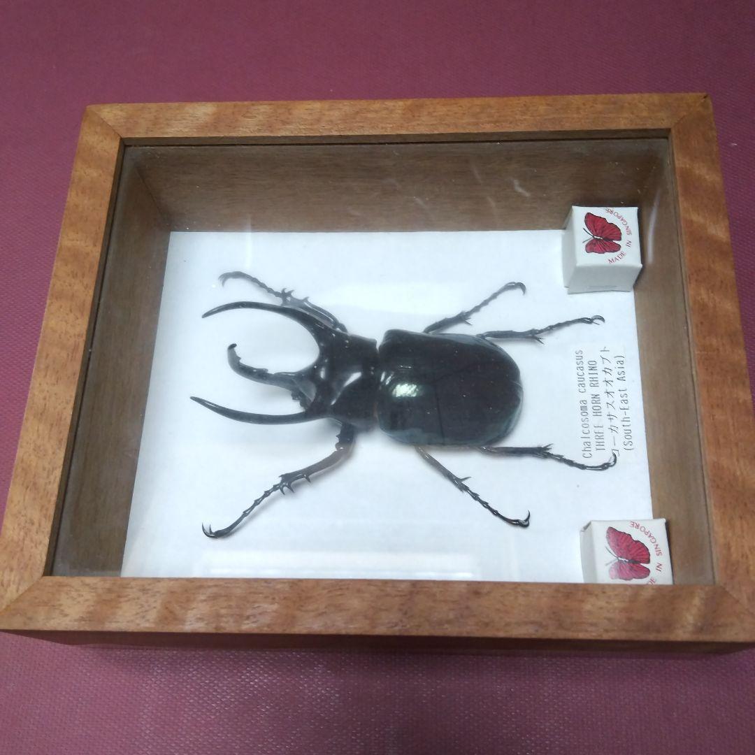 大型コーカサスオオカブトの 標本 木製ケース入り