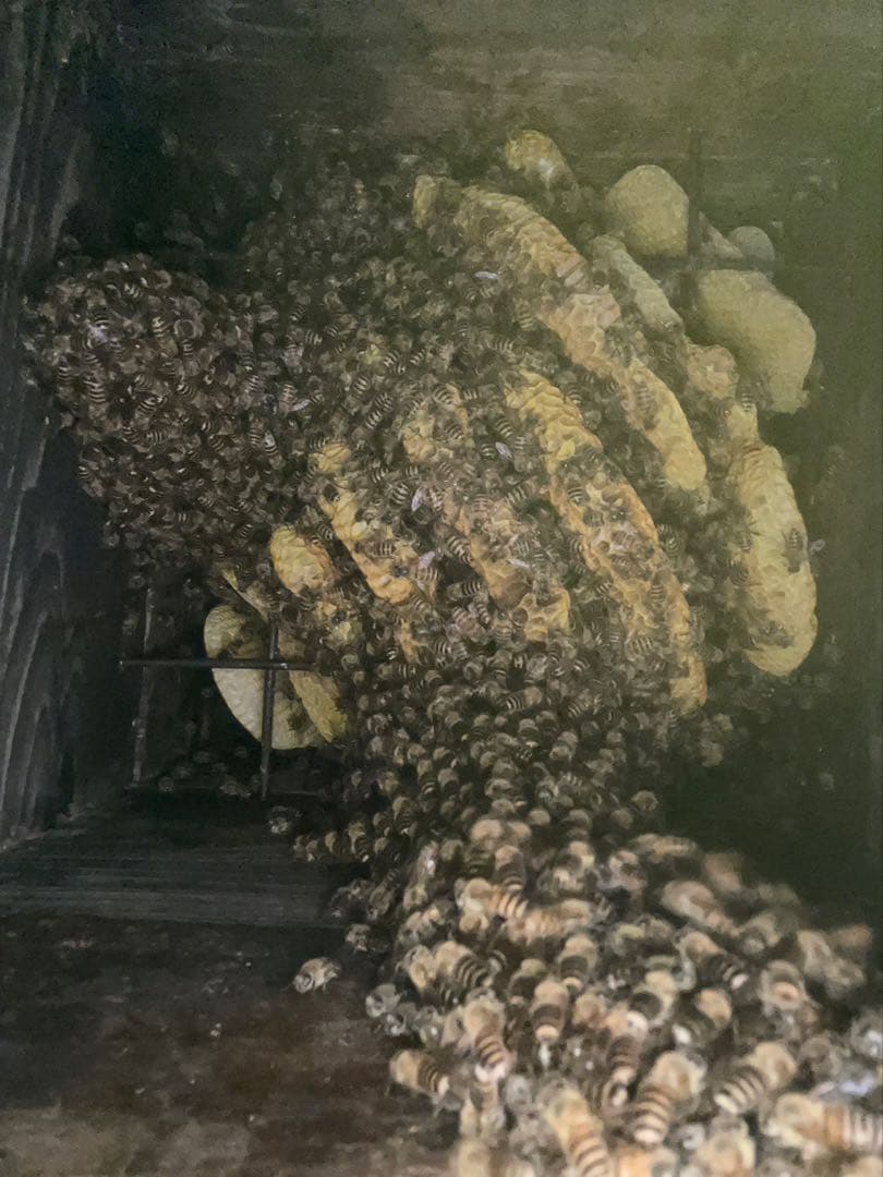 日本蜜蜂 純正ハチミツ 宮崎産山蜜　600g×2