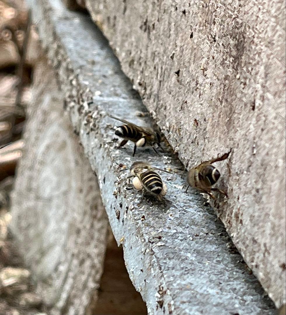 日本蜜蜂 純正ハチミツ 宮崎産山蜜　600g×2