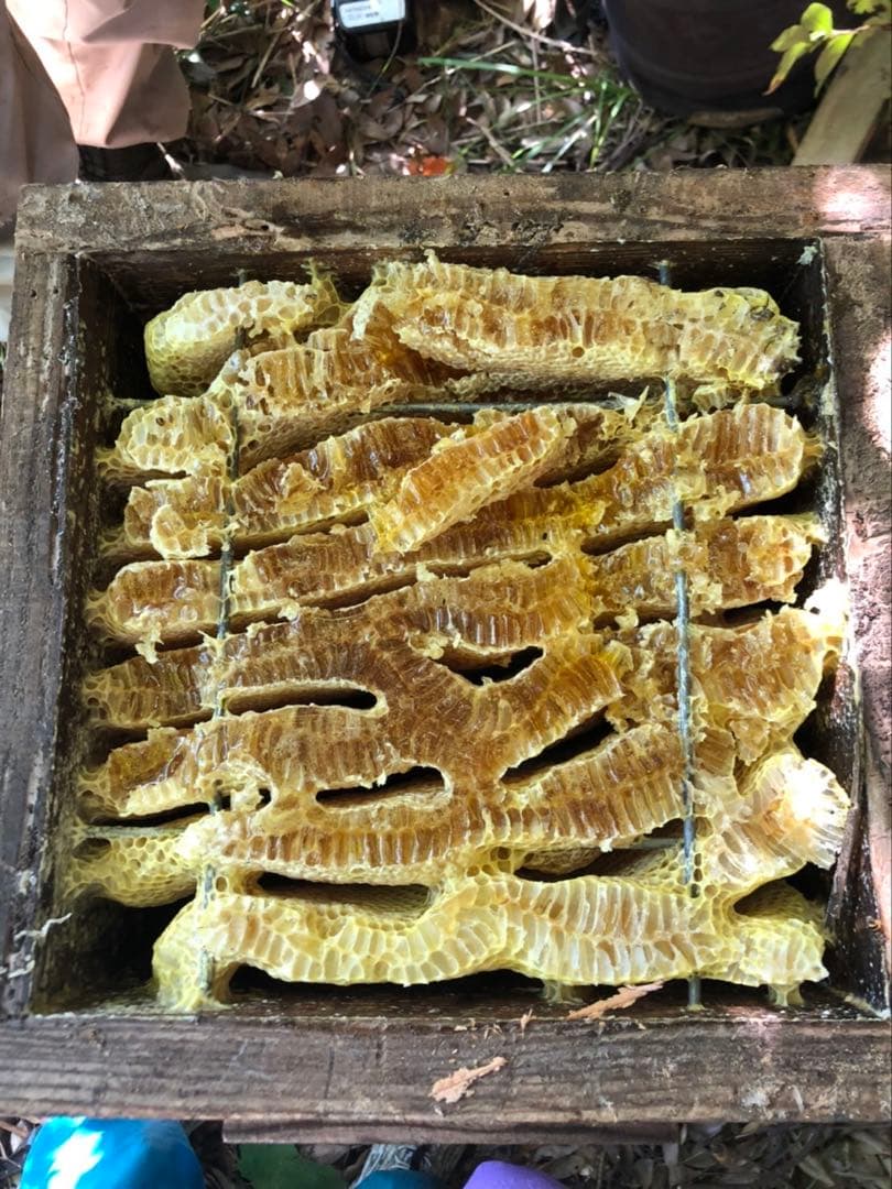 日本蜜蜂 純正ハチミツ 宮崎産山蜜　600g×2