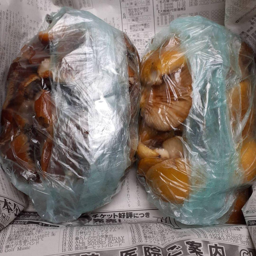 秋田県産 天然きのこ 晩秋の宝箱 クリタケ ムキタケ 採れたて