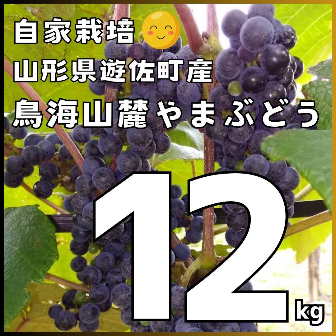 【たっぷり12kg】鳥海山麓の自家栽培 やまぶどう 果実酒にも①