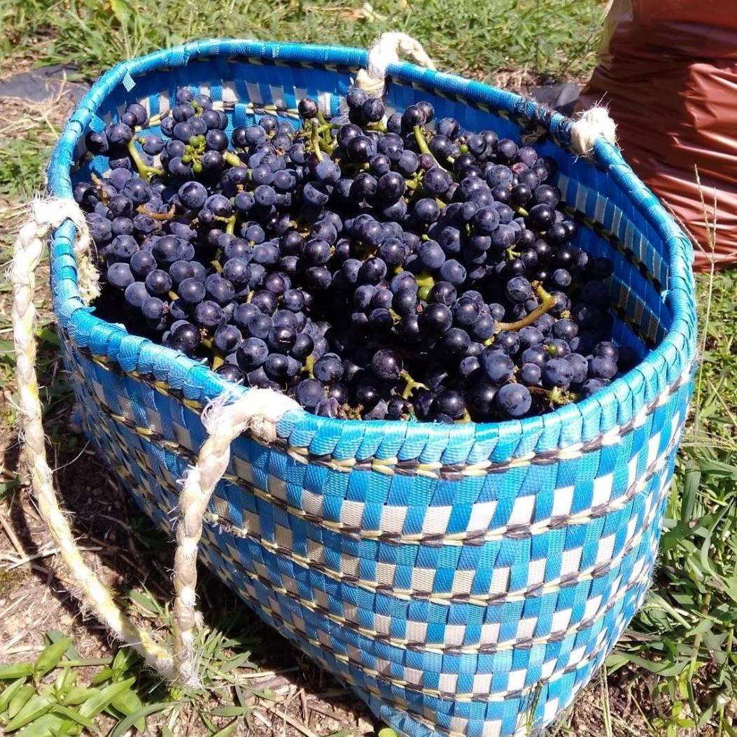 【たっぷり12kg】鳥海山麓の自家栽培 やまぶどう 果実酒にも①