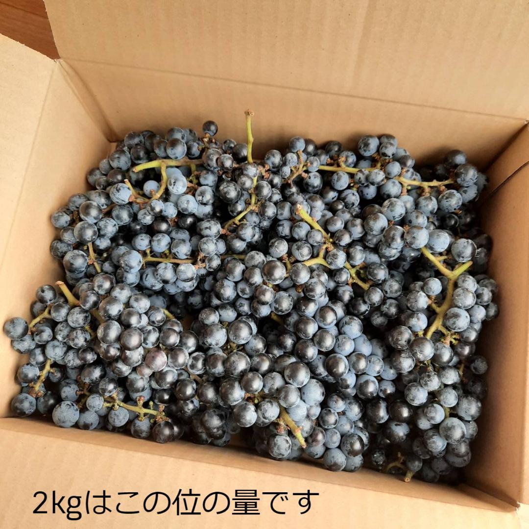 【たっぷり12kg】鳥海山麓の自家栽培 やまぶどう 果実酒にも①