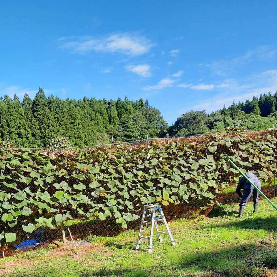 【たっぷり12kg】鳥海山麓の自家栽培 やまぶどう 果実酒にも①