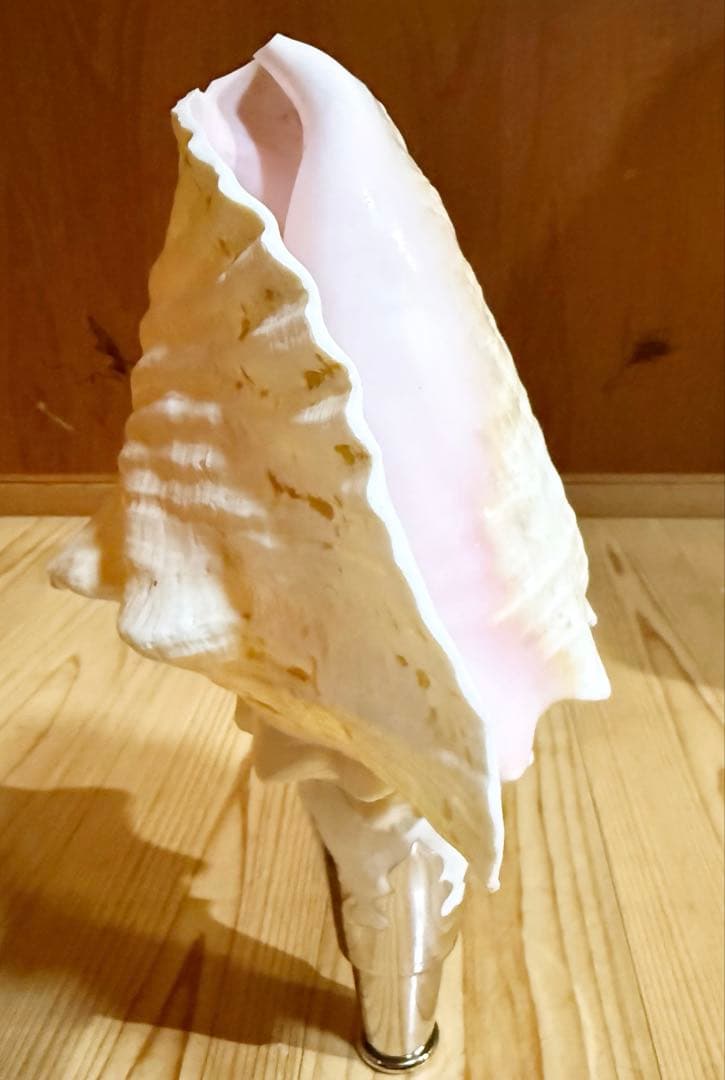 希少古代特大肉厚桃色法螺貝　（ピンク貝）法螺貝　ほら貝❣️コンク貝笛