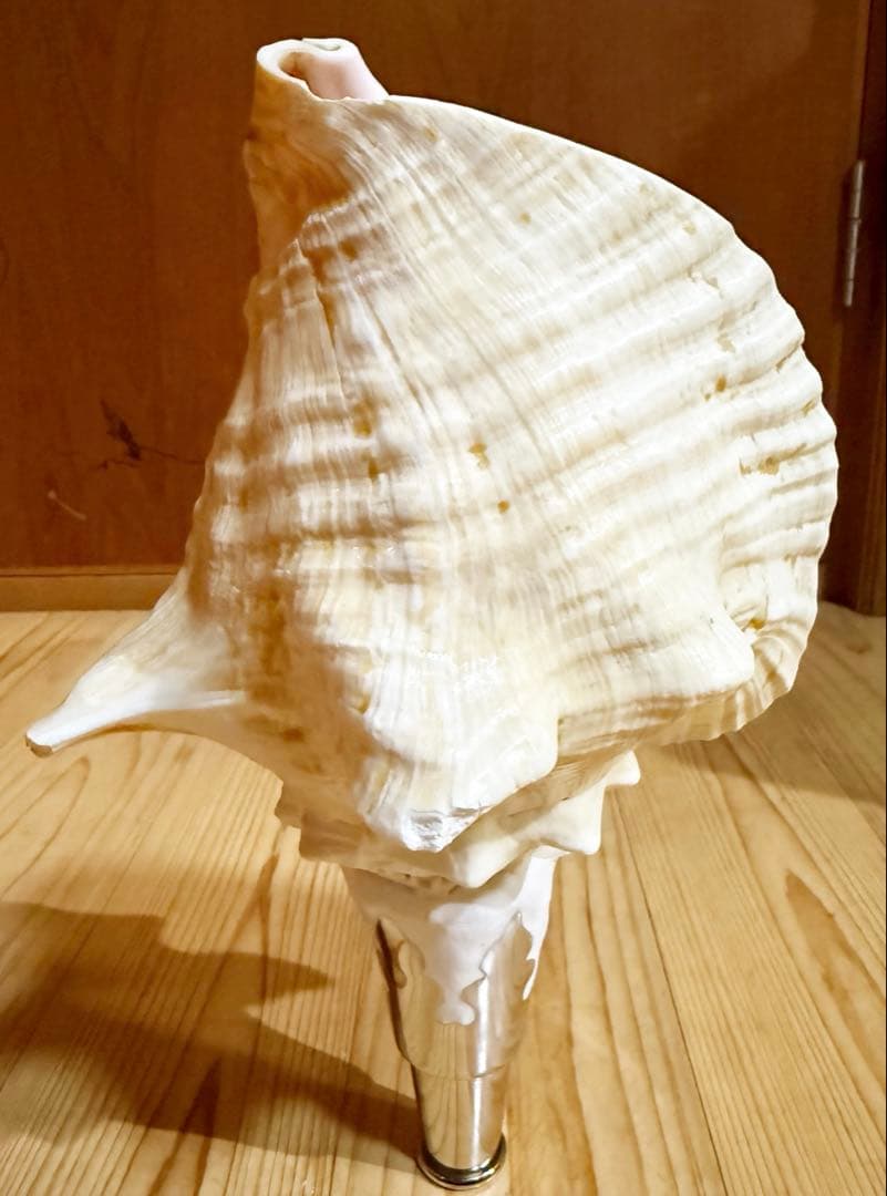 希少古代特大肉厚桃色法螺貝　（ピンク貝）法螺貝　ほら貝❣️コンク貝笛