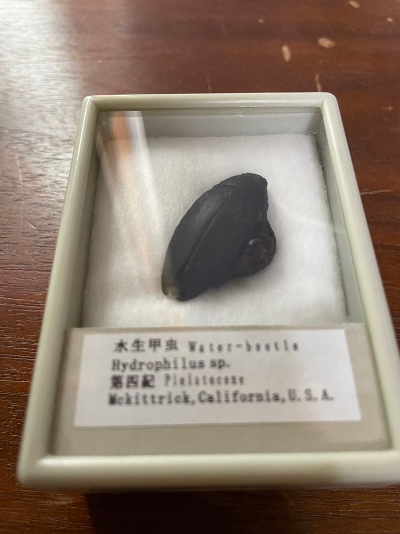 水生甲虫 水甲虫