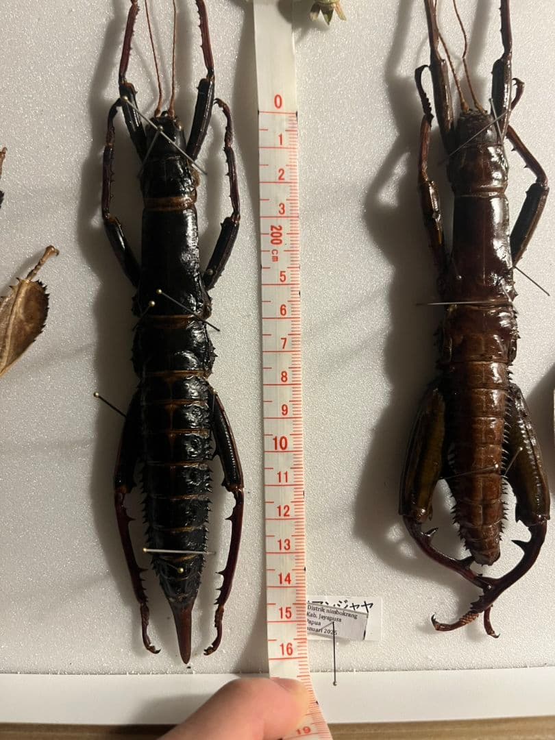 【伝説の七節】ロードハウナナフシに酷似のトゲアシフトナナフシオバケフトナナフシ♂