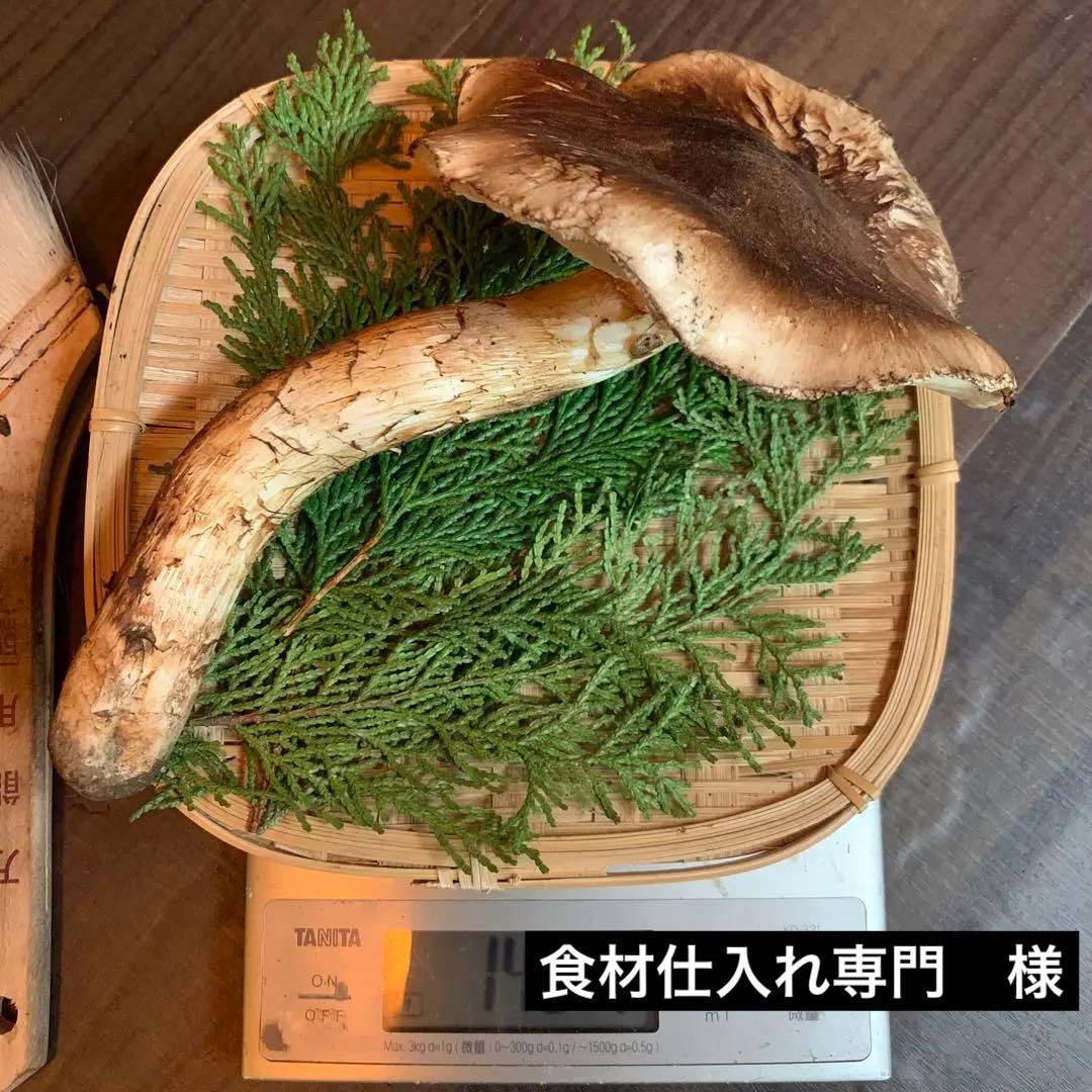 10番【岩手県産天然松茸】収穫最終国産本場　大開き採れたて　食材仕入れ専門セット