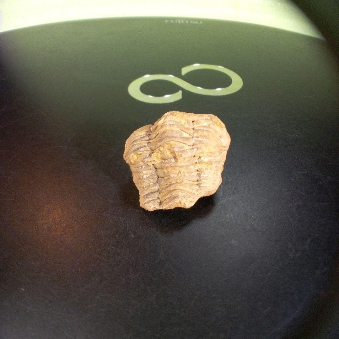 三葉虫　化石　fossil　ボリビア産　trilobite　海生動物個体⑨