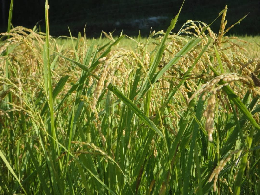 令和7年度 【湧き水栽培】農薬不使用玄米　ひとめぼれ 30㎏　奈良の農家直送