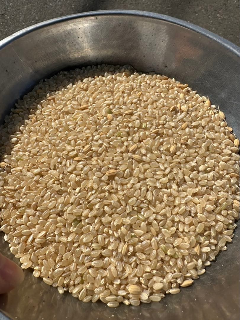 限定　玄米　もみ混じり　玄米　30kg 米　ご飯