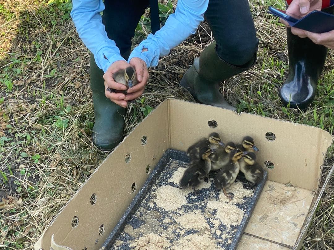 合鴨米(農薬・化学肥料不使用)玄米 コシヒカリ 10kg