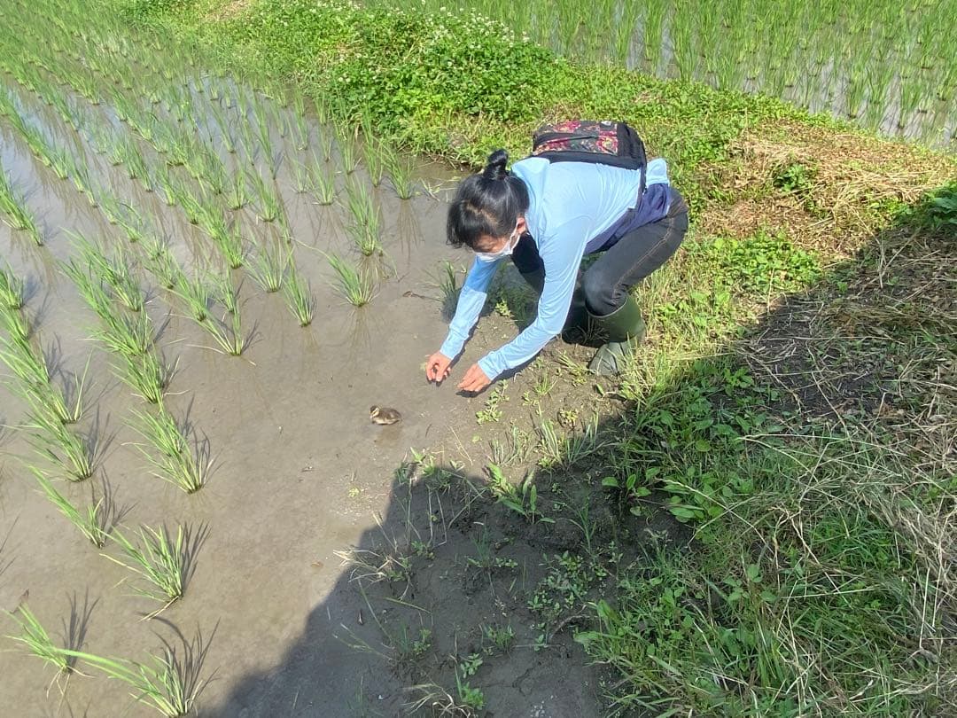 合鴨米(農薬・化学肥料不使用)玄米 コシヒカリ 10kg