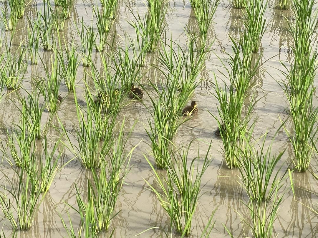 合鴨米(農薬・化学肥料不使用)玄米 コシヒカリ 10kg