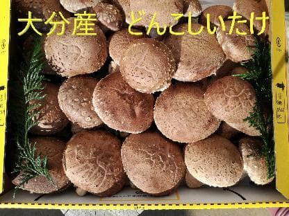 Larusさまご予約専用 大分県特産 生どんこ椎茸「秋子」ダブル 1st